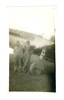 P-51 Mustang Named "Peachtree Belle", WW2, Original Photo